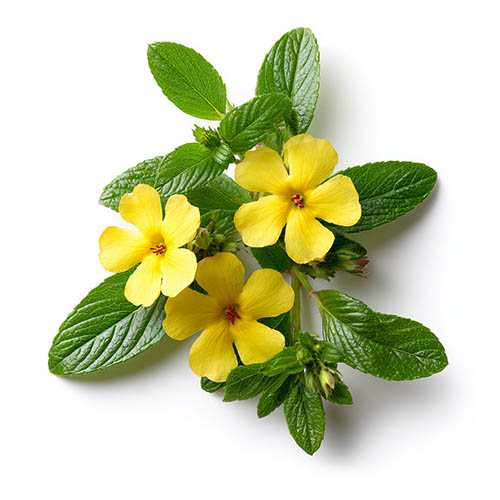 Дамианы лист (Turnera diffusa)